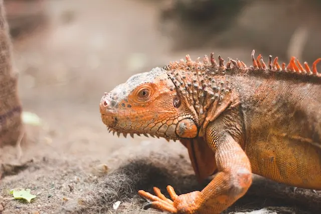Leafy Diet Enthusiasts: Are Iguanas Truly Vegetarian?
