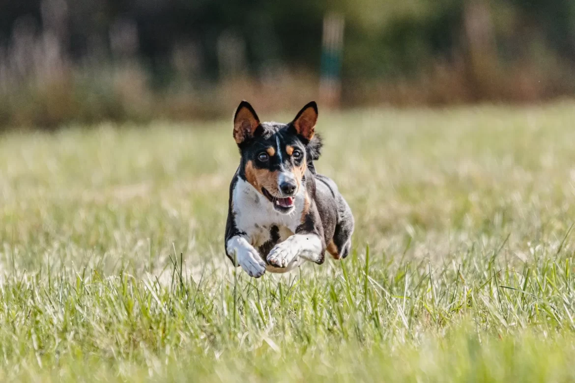 Barkyard Bliss: 5 Steps to Create a Dog-Friendly Oasis