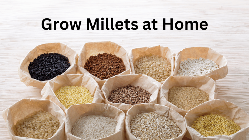 Grow Millets at Home