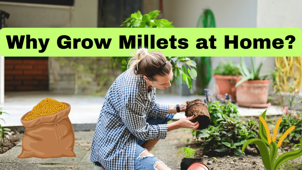 Why Grow Millets at Home