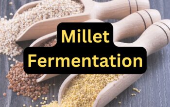 Millet Fermentation