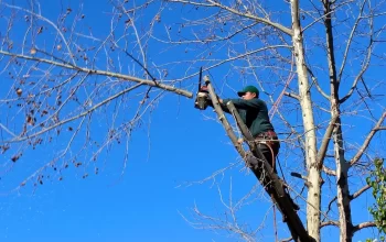 Tree Removal Services