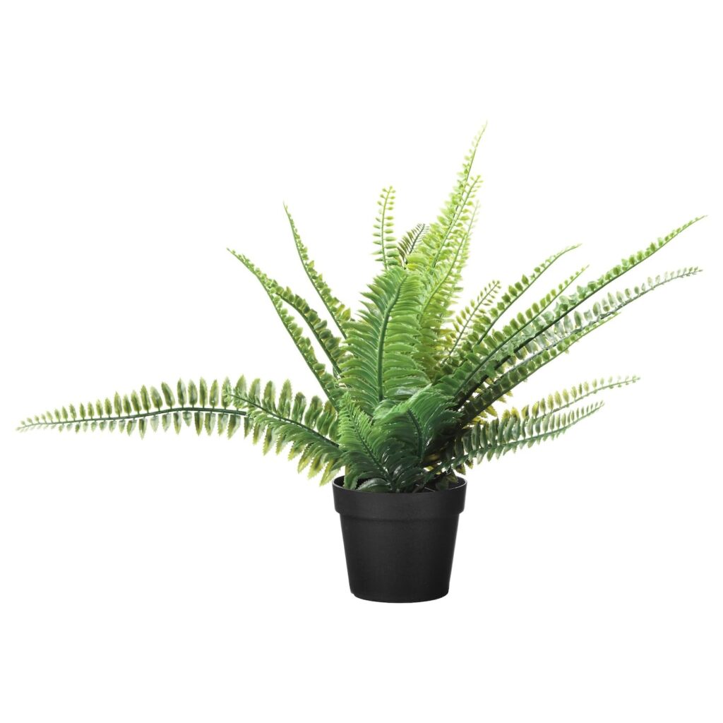 Boston Fern