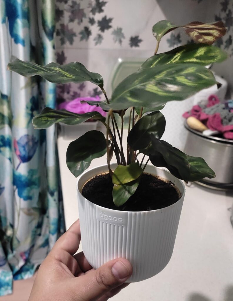Calathea Plant