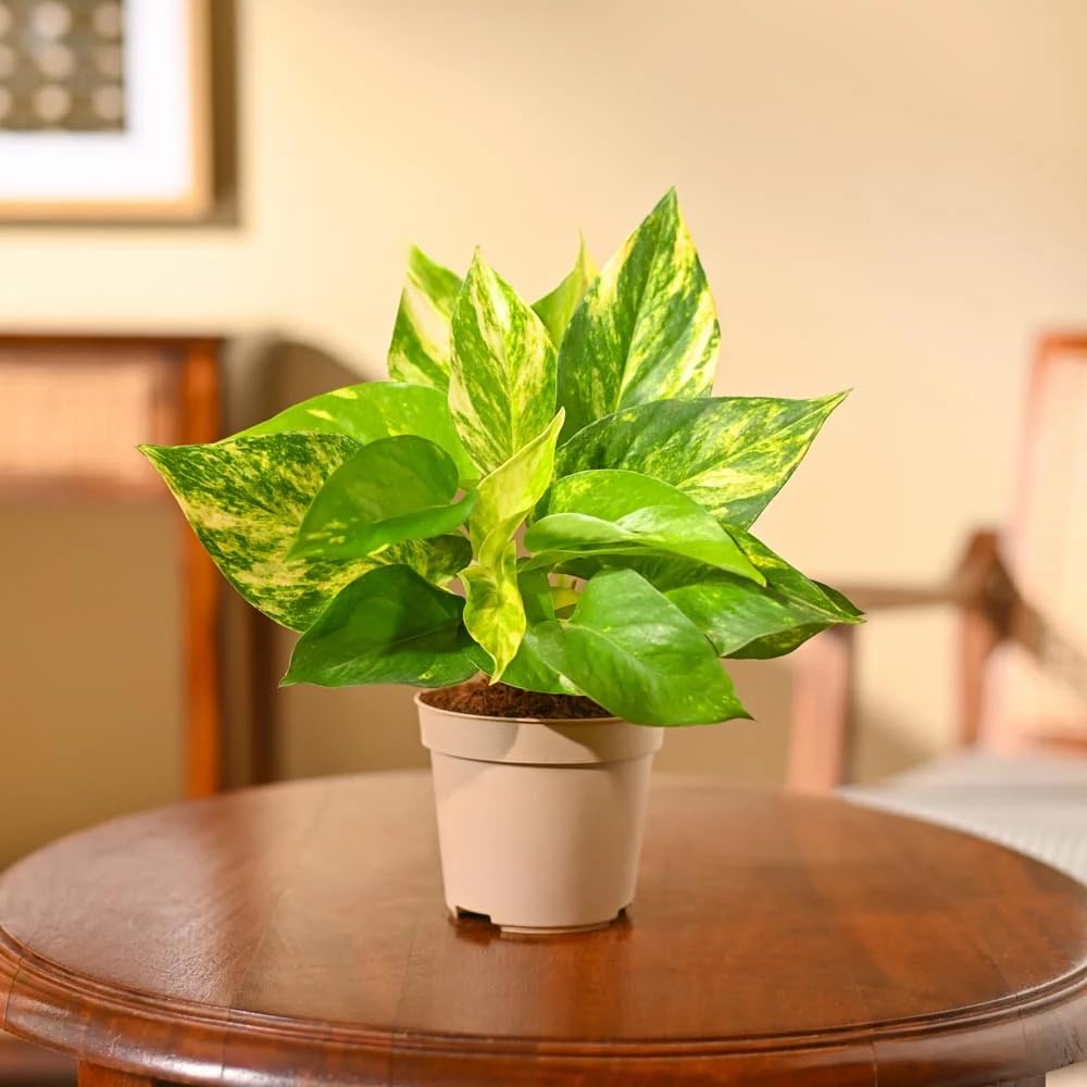 Pothos Money plant