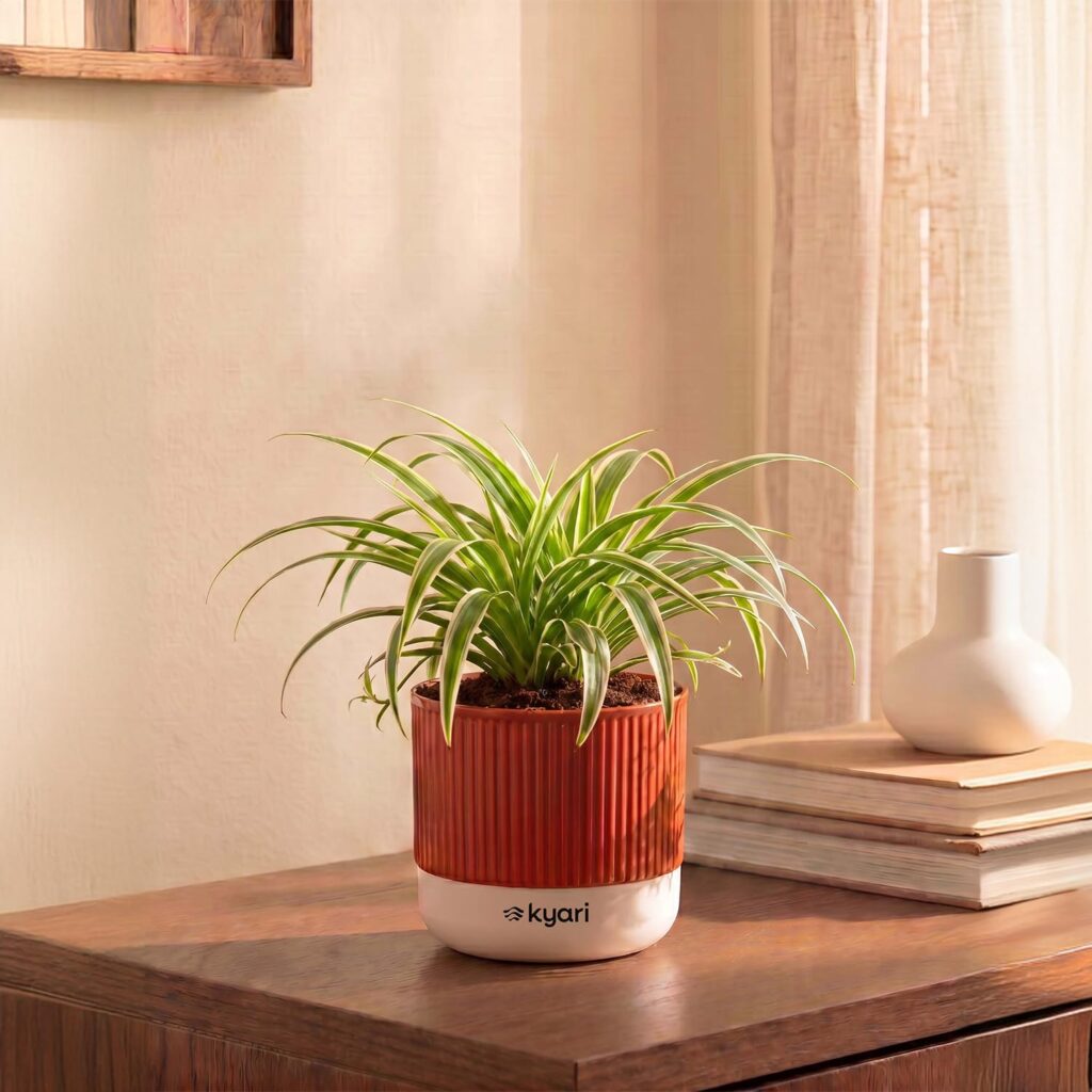 Spider Plant