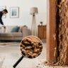 Termite Treatment at Home